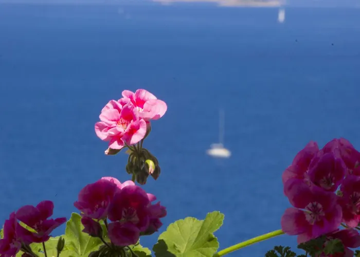 Vinko Daire Primošten